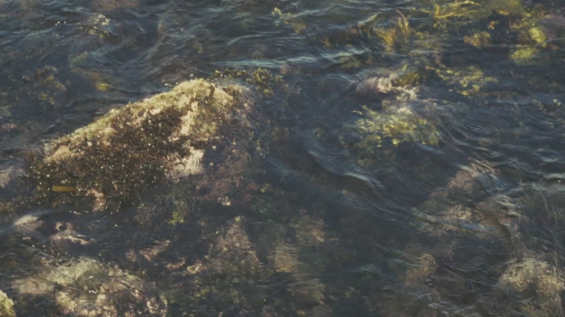 Homepage hero video showcasing Lobby’s Australia’s premium, vintage-inspired swimwear worn along the coastline